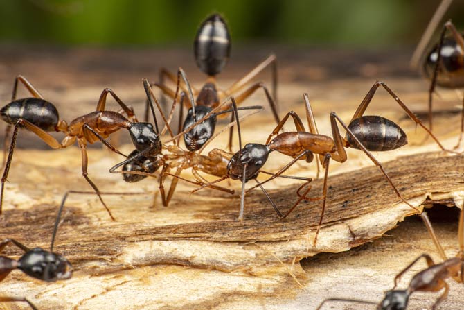 Gliederfüßler - Ameisen