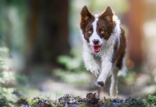 Gründe warum Hunde weglaufen