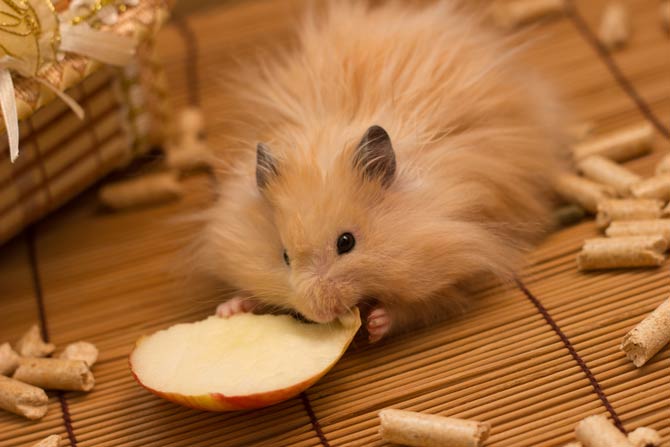 Hamster mit Obst