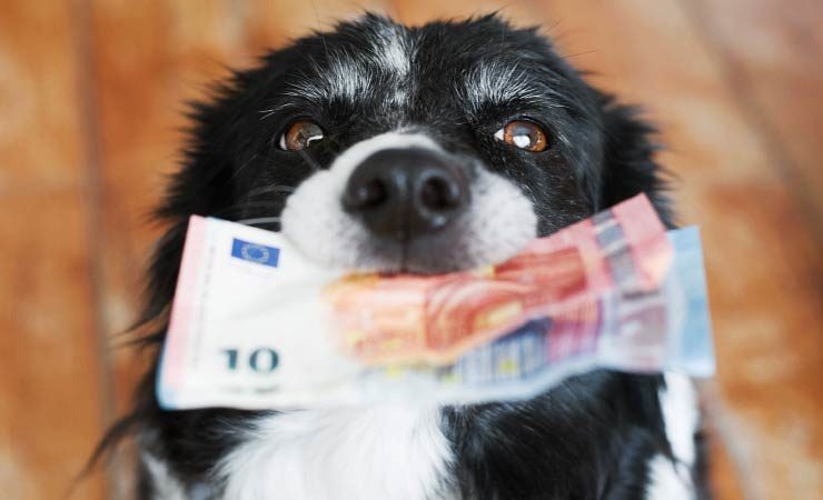 Was kostet ein Haustier wirklich?