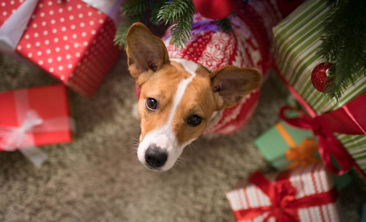 Haustiere als Weihnachtsgeschenk
