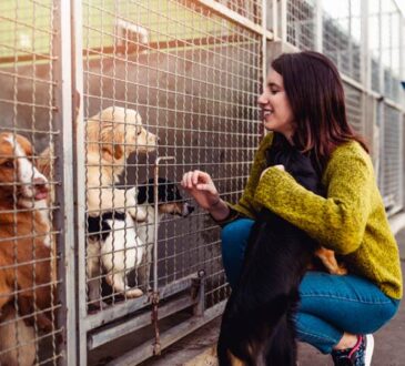 Haustiere aus dem Tierheim adoptieren