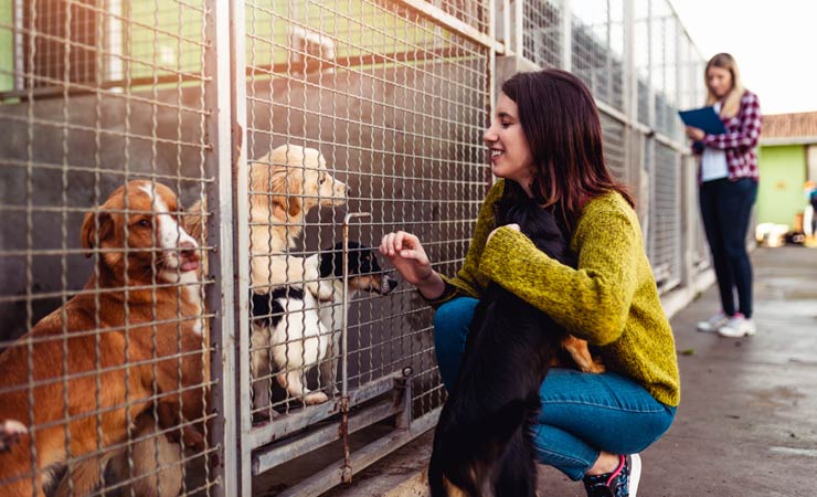 Haustiere aus dem Tierheim adoptieren
