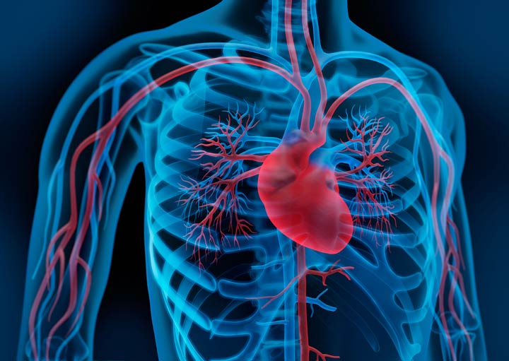 Herz und Blutkreislauf