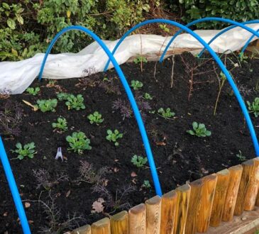 Hochbeet im Winter pflegen