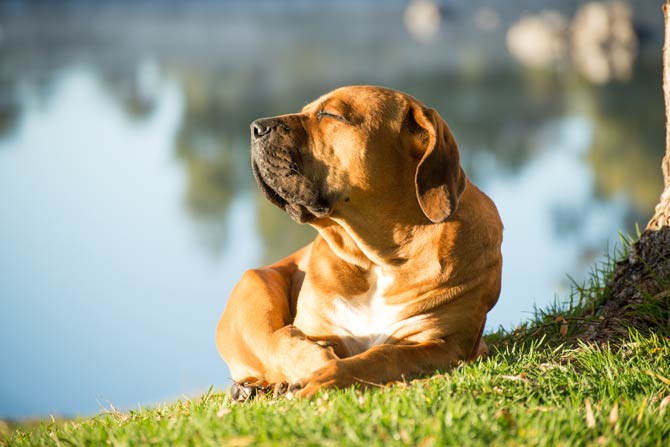 Hund beim Sonnenbaden