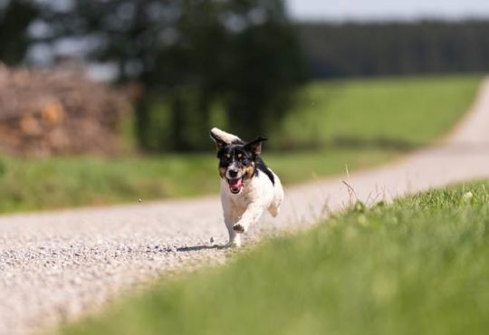 Hund entlaufen
