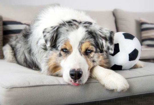 Hund mag neuen Freund nicht