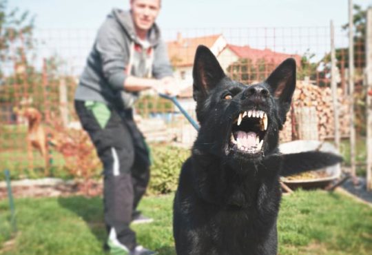 Hunde im Garten - Ein Grund zur Kündigung?