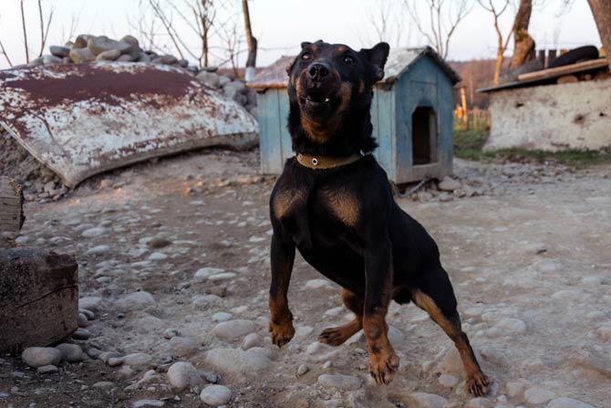 Die Hunde nach Möglichkeit ignorieren