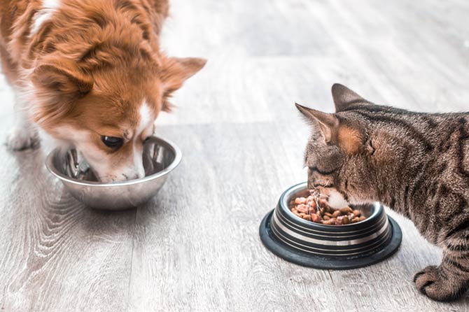 Hunde und Katzen als Fleischfresser