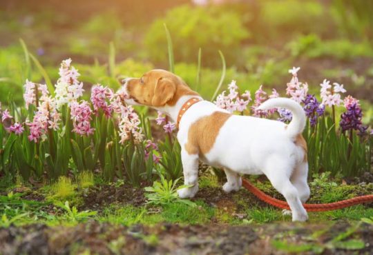 Hunde von Blumenbeeten fernhalten