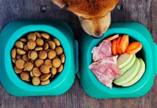 Hundefutter