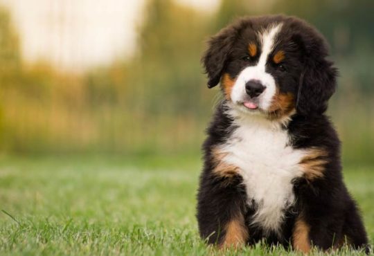 Hundewelpen