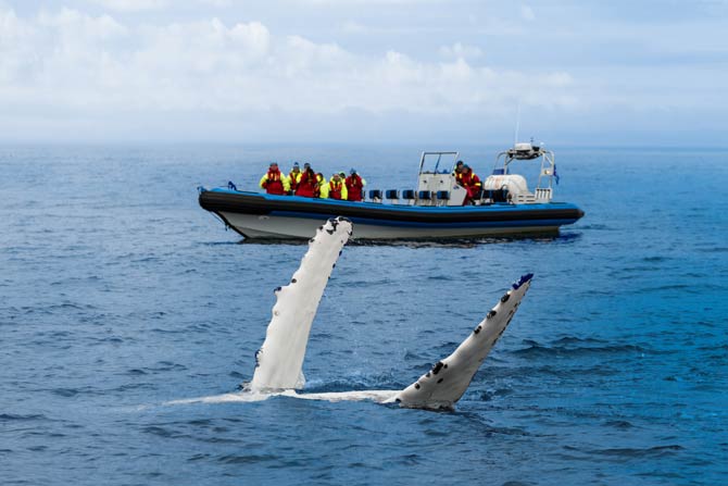 Husavik Walbeobachtung