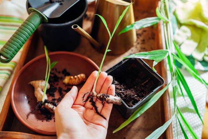 Ingwer selbst anbauen