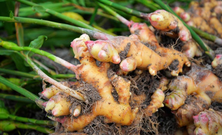 Ingwer selbst ziehen