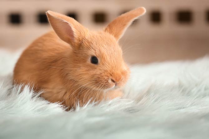 Kaninchen sind sehr liebevolle Tiere