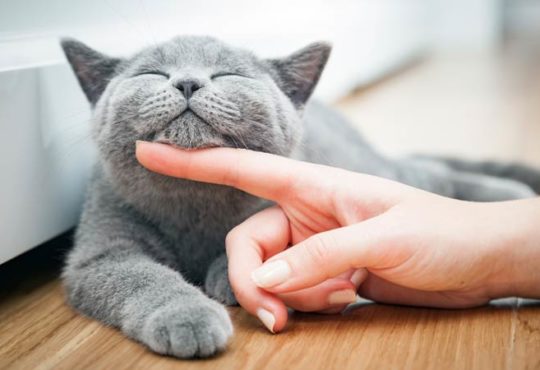 Katze schnurrt