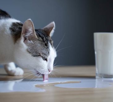 Katze trinkt Milch