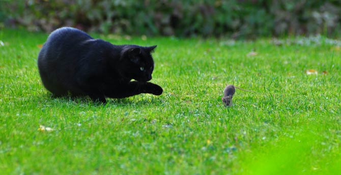 Katzen als Fehlwirte des Bornavirus