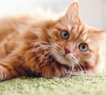 Katzen mit roter Fellfarbe