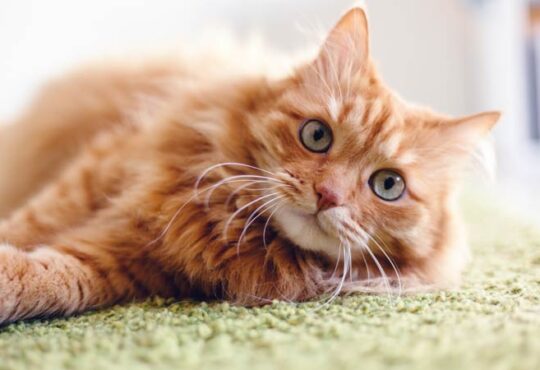 Katzen mit roter Fellfarbe