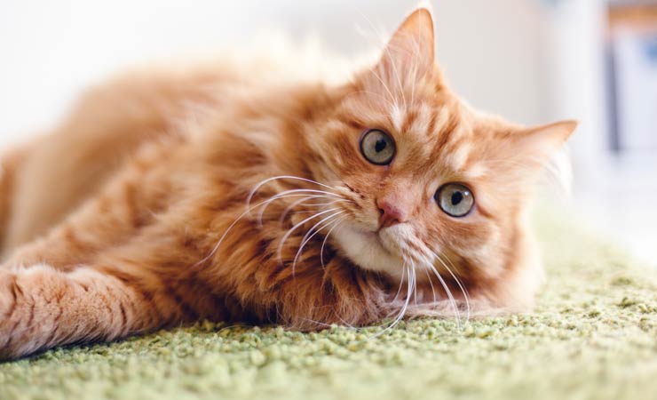 Katzen mit roter Fellfarbe