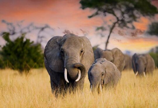 Kommunikation unter Elefanten