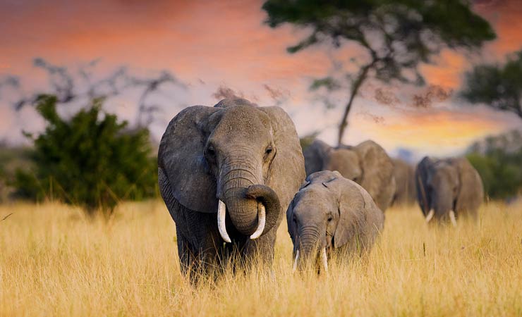 Kommunikation unter Elefanten