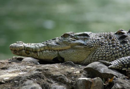 Das Krokodil - Das Zootier des Jahres 2021