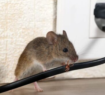 Mäuse auf tierfreundliche Weise vertreiben