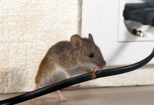 Mäuse auf tierfreundliche Weise vertreiben