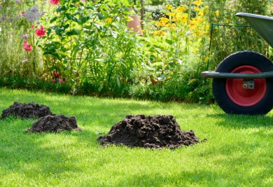 Maulwurf im Garten