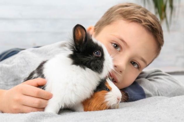 Die zehn besten Haustiere für Kinder