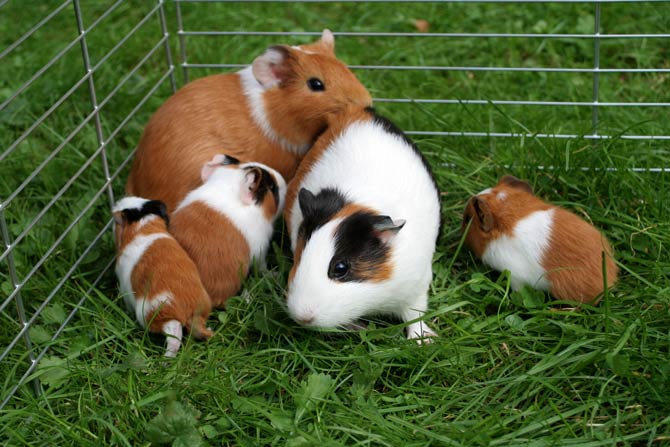 Meerschweinchenfamilie