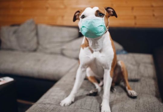 Coronavirus - Meldepflicht für Haustiere