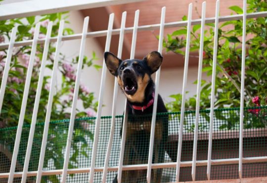 Müssen Nachbarn das Hundebellen dulden?