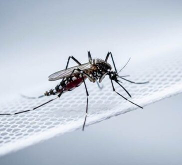 Natürliche Insektenabwehr im Haushalt