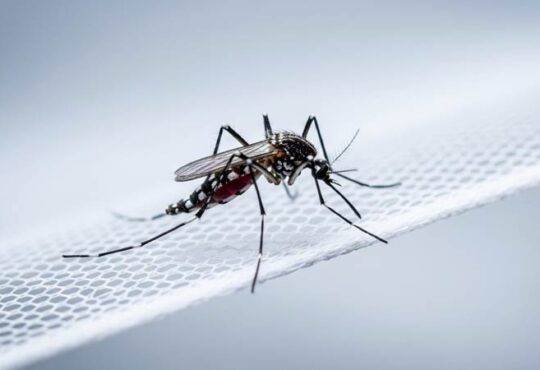 Natürliche Insektenabwehr im Haushalt