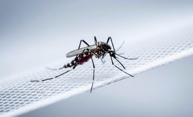 Natürliche Insektenabwehr im Haushalt