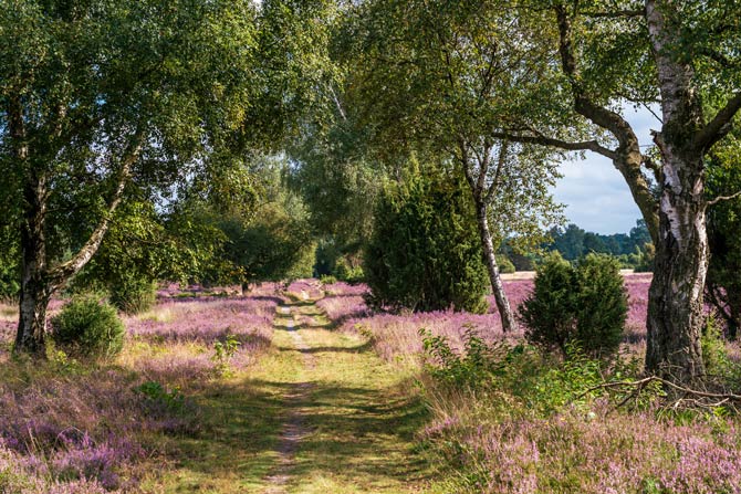 Naturpark Südheide in Niedersachsen
