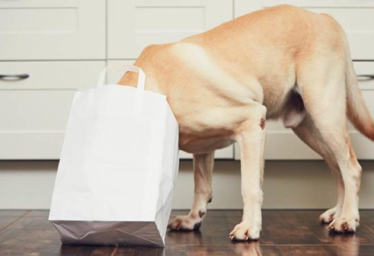 Wenn Papiertüten für Tiere zur tödlichen Falle werden