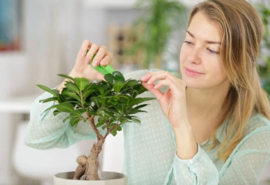 Wie Pflanzen im Haus nach Feng Shui am besten platziert werden