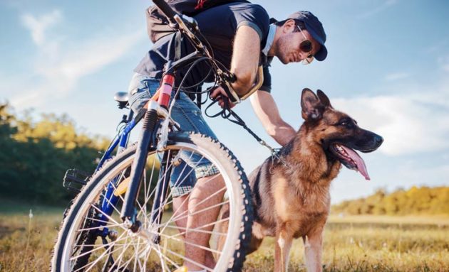 Radfahren mit Hund Wichtige Regeln im Überblick Blogg.de