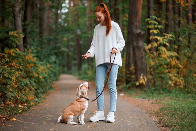 Regelmäßiges Training Ihres Hundes