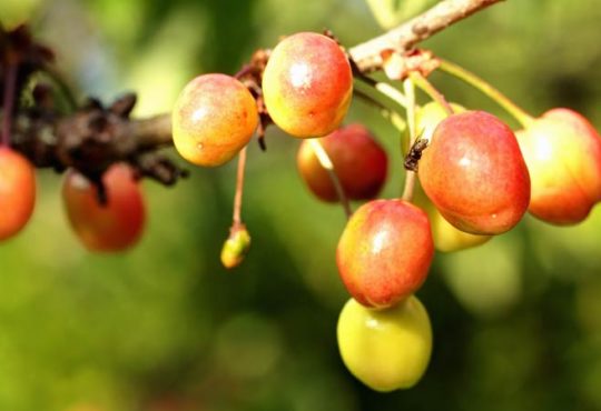 Achtung Schädling - So schützen Sie Ihre Kirschen vor Wurmbefall