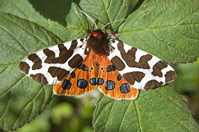 Spannweite Braune Bär - Schmetterling