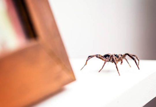Spinne im Haus