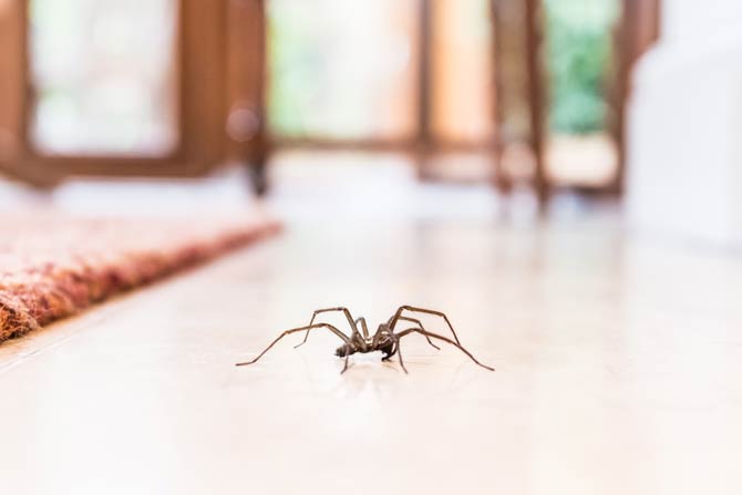 Spinne im Wohnzimmer